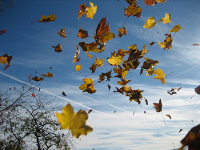 Feuilles aux vents